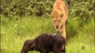 Surprise Kill The Last Lions Deleted Scenes  National Geographic [upl. by Domini]