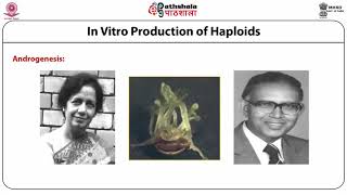 In Vitro Production of Haploids Part 1 Anther Culture [upl. by Anoel]