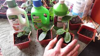 Complete Guide for Growing Cucumbers Seed Starting Transplanting Fertilizing Trellsing amp Pests [upl. by Aivil]