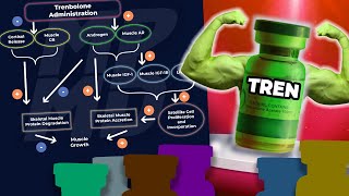 Why Trenbolone Works Better Than Other Anabolics In A Calorie Deficit  Science Explained [upl. by Junette]