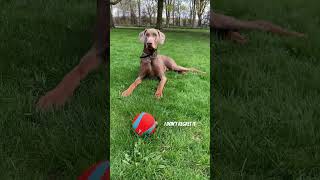 THE RARE GREY DOBERMAN  only a 4 chance fyp dog doberman dobermanlove dobermandog [upl. by Kathy164]