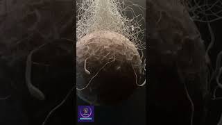 Sperm Fusing With an Ovum During the Fertilization Process shorts education [upl. by Aehtrod554]