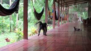 Spider Monkey Teases Cat [upl. by Siouxie]