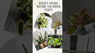 Potting mixture for indoor plants Detailed vedio uploaded homegardeningtips gardening homegarden [upl. by Resee]