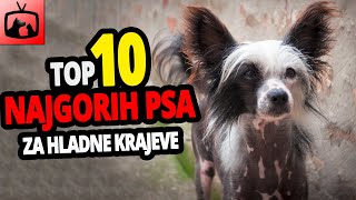 🐕 Najgori Psi Za Hladnoću  TOP 10 Pasmina Pasa Koje Najgore Podnose Hladnoću [upl. by Quinby]