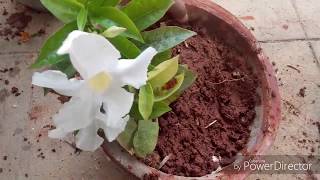 How to take care of MandevillaDipladenia or the Rock Trumpet plant [upl. by Nnauol10]