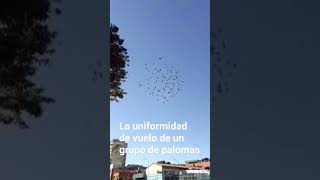 La uniformidad de vuelo de un grupo de palomas [upl. by Schwenk]