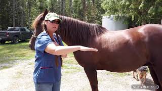 Pre Purchase Examinations Help Protect Horse Buyers Investment with Veterinarian Dr Jenni Grimmett [upl. by Esilec803]