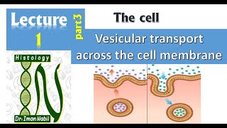 1cVesicular transport across the cell membrane Endocytosis and ExocytosisCellHistology [upl. by Allix]