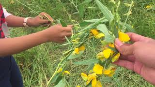 DIY ផ្កាស្នោ​  Sesbania flower in Cambodia  OUNNAI [upl. by Bevers]