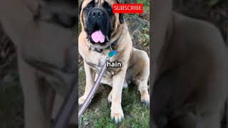 English mastiff dog breed facts hindi englishmastiff englishmastiffdogbreed englishmastifflovers [upl. by Eelana500]