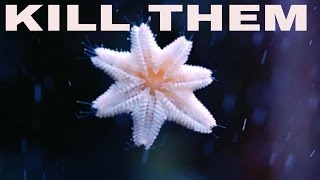 little white starfish on glass and how to kill them  asterina starfish [upl. by Sueddaht]