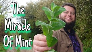 The Miracle Of Mint 🌱 An Ancient Edible amp Medicinal Herb [upl. by Josh673]