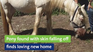 Pony found with skin falling off finds loving new home [upl. by Kreager]