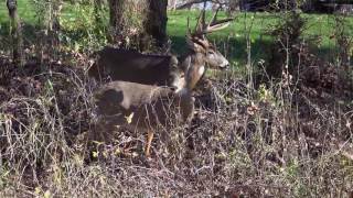 White Tail Deer Mating [upl. by Suelo]