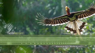 Helmeted Hornbill Sounds amp Calls [upl. by Glynis498]