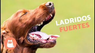 Perros LADRANDO FUERTE 🐶🔊 Mira cómo REACCIONA tu PERRO [upl. by Dannel]