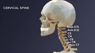 Cervical Spine Exam amp Anatomy [upl. by Aidnis]