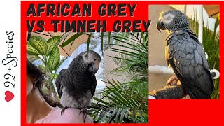 Feathered FaceOff African Grey vs Timneh Parrot amp Timneh 1st Impressions  parrotbliss [upl. by Odraleba]