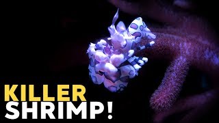 Handfeeding Harlequin Shrimp removing Asterina Starfish [upl. by Fries]