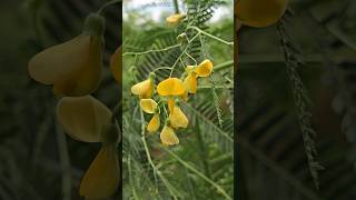 Sesbania with yellow flowers that can be used for a variety of purposes [upl. by Eellehs]