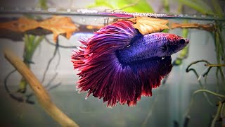 easily set up a Betta fish tankvideosubscribe my channel [upl. by Naneik983]