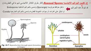 التكاثر في الفطرياتجزء اول التكاثر الخضري اللاجنسي VegetativeampAsexual reproduction in fungi [upl. by Jacobina]