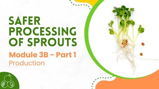 Sprouts Module 3B Sprout Production  Part 1 [upl. by Neelat]