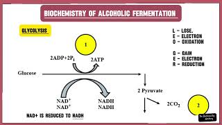 Fermentation  The Biochemistry Academy [upl. by Nosnevets]