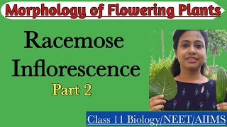 Racemose Inflorescence Part2  Ch5 Morphology of Flowering Plants  Class 11  NEET  AIIMS [upl. by Patrizio744]