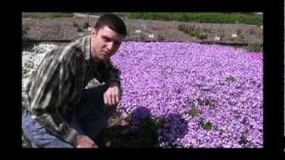 How to Grow and Care for Phlox Video [upl. by Aerdnak]