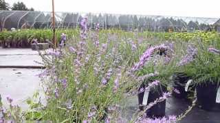 Liatris microcephala Buzzing [upl. by Arehs]