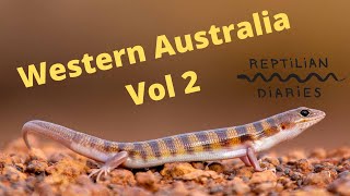 Lets find some skinks The Western Australia herps are so epic Egernia depressa and more [upl. by Barna230]