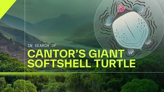 In search of Cantors Giant Softshell Turtle  Nature in the Western Ghats  On the Edge [upl. by Eiwoh]