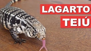 LAGARTO TEIÚ – GUIA DA ESPÉCIE – QUATRO PATAS [upl. by Vigor789]