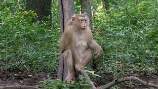 Macaque Monkeys What they do after sunset [upl. by Sergio]