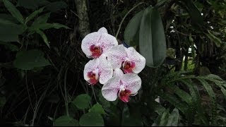 How Orchids Grow in Hawaii [upl. by Adilem]