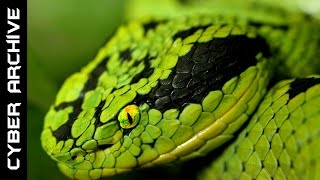 15 Most Venomous Snakes in the World [upl. by Samal]