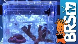 Acclimating Corals Calcium Alkalinity Redundancy  Ep4 How to set up a saltwater aquarium [upl. by Neerroc]