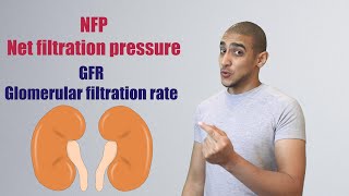 Glomerular Filtration شرح بالعربي [upl. by Bastian]