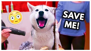 Dramatic Husky has MELTDOWN at Groomers headphone warning [upl. by Cirek]