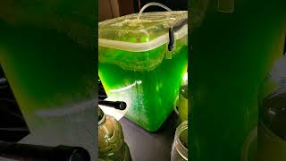 Algae project progress and harvesting biofuels sustainability experiment science microalgae [upl. by Lachus]