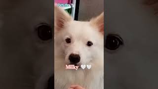 Milky my Pomeranian ✨🤍✨ shorts pomeranian song [upl. by Ruskin]