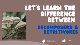 Difference Between Decomposers amp Detritivores  UPSC  Environment  Prelims 2023 [upl. by Laurene]