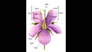 Flower Structure geneticteacher [upl. by Adnaval]