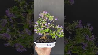 Desmodium blue bell  bonsai bluebell desmodium bonsai flowersplant rareplants shorts [upl. by Wald758]