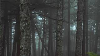 Green Screen Footage  HD Forest [upl. by Loralyn]