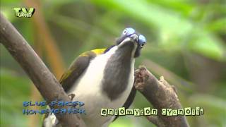 Birds of Asia  Bluefaced Honeyeater  blauwwanghoningeter [upl. by Lemra226]