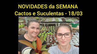 NOVIDADES da SEMANA  Cactos e Suculentas  1803 [upl. by Nhguavaj882]