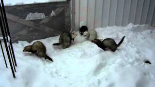 Ferrets playing in snow [upl. by Rabkin]